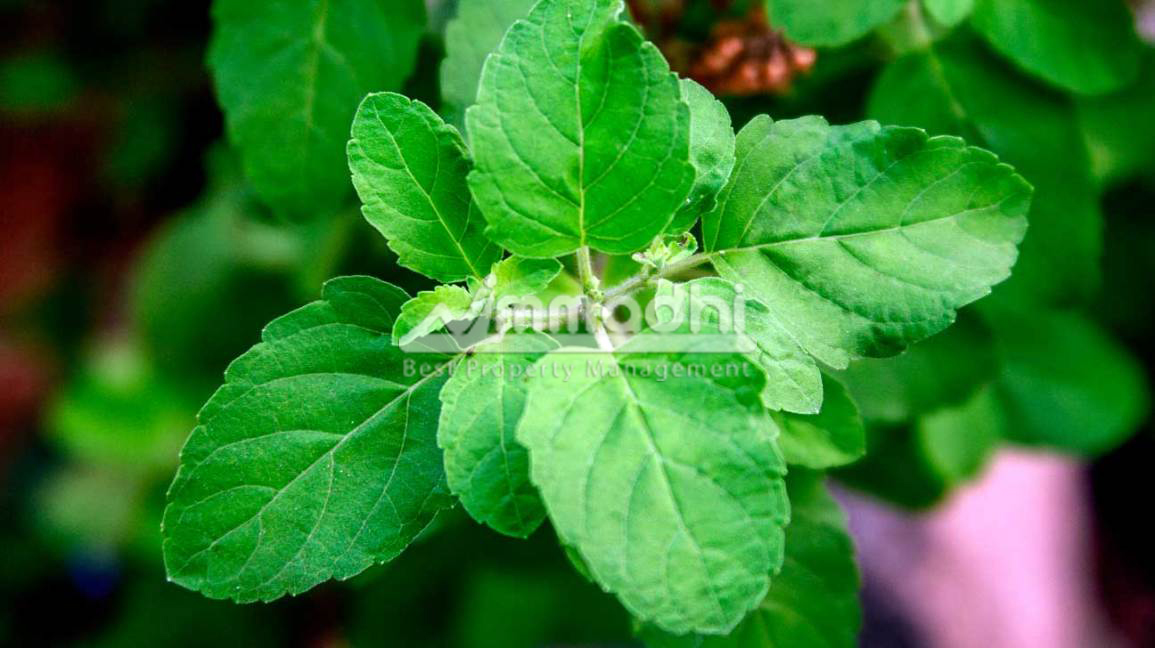 Benefits of planting Tulsi at home
