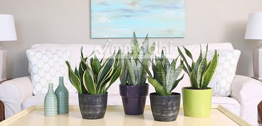 Benefits of snake plant at home