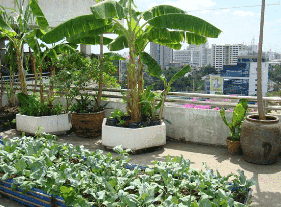 Terrace Organic Garden Ideas: