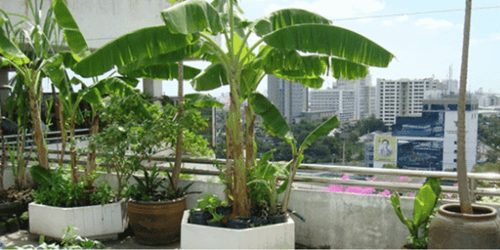Terrace Organic Garden Ideas: