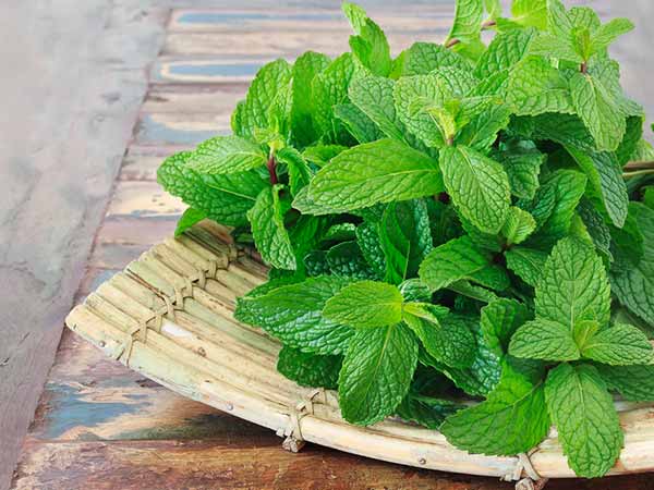 HEALTH BENEFITS OF  MINT: