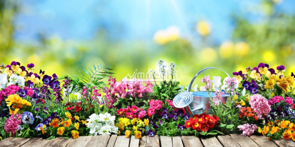 BEST FLOWERING PLANTS IDEAS FOR YOUR GARDEN IN SUMMER
